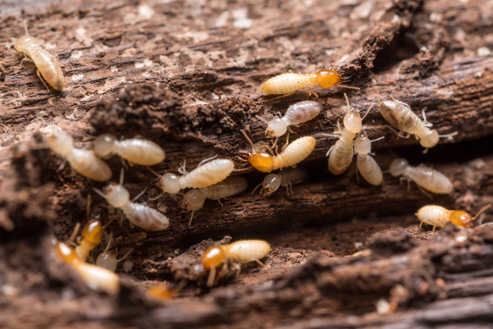 Êtes-vous obligé de prévoir un diagnostic termites pour mettre en vente un bien ?